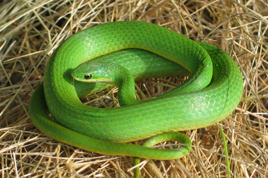 smooth green snake